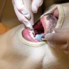 歯医者で定期検診を受けるメリットとは？